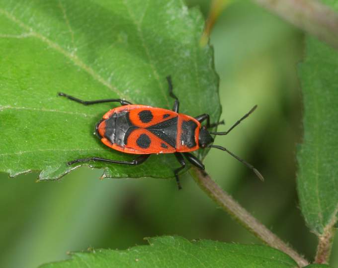 Giovane e adulto di Pyrrhocoris apterus